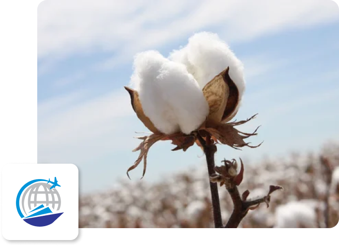 Raw-Cotton-main-image