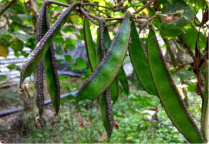 Papdi / Hyacinth Bean image