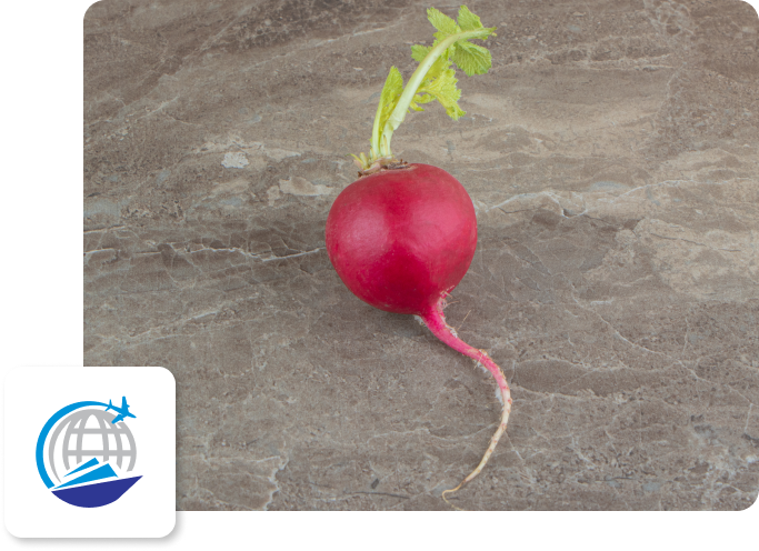Radish-image